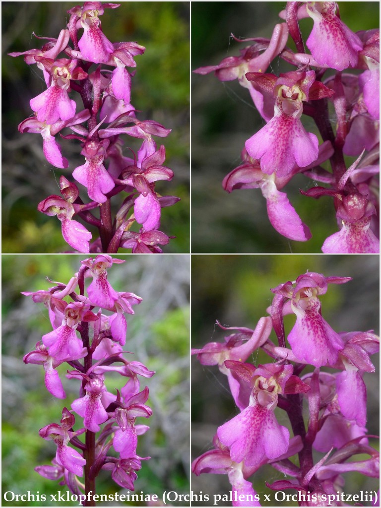 Orchis spitzelii ele altre - Passo Godi  (LAquila)  maggio e giugno 2017